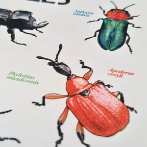 Beetles sticker sheet