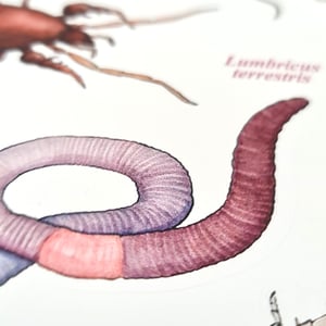 Soil animals sticker sheet