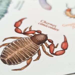 Soil animals sticker sheet