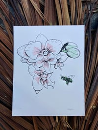 Orchid bee