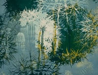 Image 2 of Petros Cactus Garden | series of 15. No 5/15