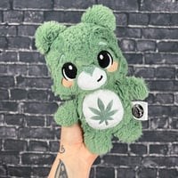 BITTY- Canna Bear #85
