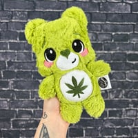 BITTY- Canna Bear #87