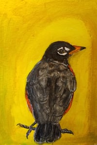 Image 1 of "Robin"