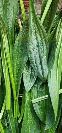 Image 1 of Narrowleaf Plantain (Dried)