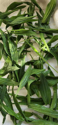 Image 2 of Narrowleaf Plantain (Dried)