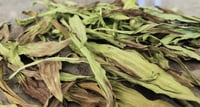 Image 4 of Narrowleaf Plantain (Dried)