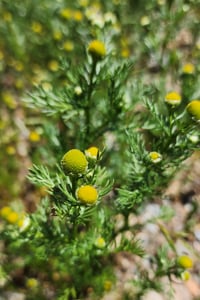 Image 1 of Pineapple Weed (Dried)