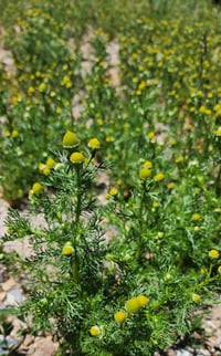 Image 2 of Pineapple Weed (Dried)
