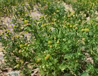 Image 3 of Pineapple Weed (Dried)