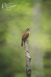 Image 2 of Carolina Wren