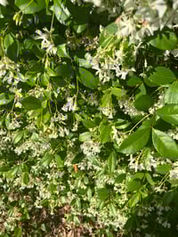 Image 2 of Build-a-Bundle in Jasmine Blooms