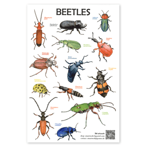 Beetles sticker sheet
