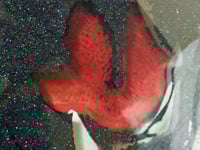 Image 8 of Silver Leaf Lion