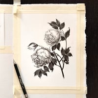 Image 2 of ROSA