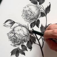 Image 4 of ROSA