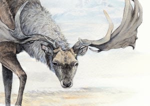 Megaloceros giganteus