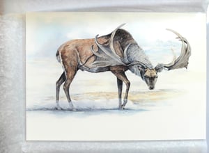 Megaloceros giganteus
