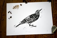 Starling Print