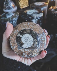 Image 1 of Fossil trinket boxes