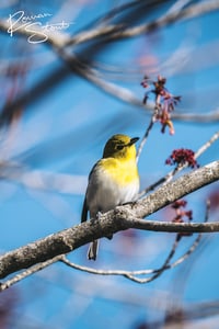 Image 2 of Yellow-Throated Vireo