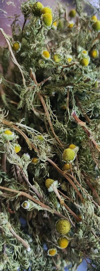 Image 4 of Pineapple Weed (Dried)