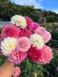 Image 1 of Dahlia Seeds - Buds and Blooms Farm Blend 