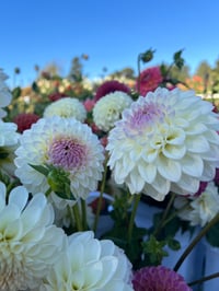 Image 2 of Dahlia Seeds - Buds and Blooms Farm Blend 
