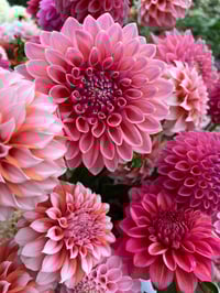 Image 3 of Dahlia Seeds - Buds and Blooms Farm Blend 