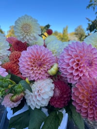 Image 4 of Dahlia Seeds - Buds and Blooms Farm Blend 