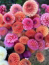 Image 5 of Dahlia Seeds - Buds and Blooms Farm Blend 