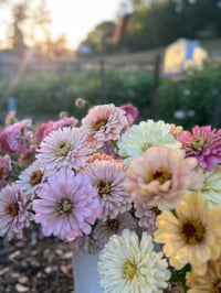 Image 1 of Zinnia Seeds - Buds and Blooms Farm Blend