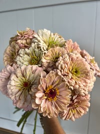 Image 2 of Zinnia Seeds - Buds and Blooms Farm Blend