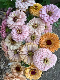Image 3 of Zinnia Seeds - Buds and Blooms Farm Blend