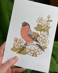 Image 2 of Bullfinch - Reduction Print