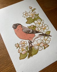 Image 3 of Bullfinch - Reduction Print