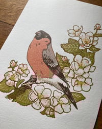Image 4 of Bullfinch - Reduction Print