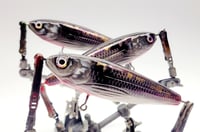 CreekWalker (Wounded Shad)