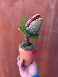 Image 1 of Audrey 2!