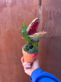 Image 2 of Audrey 2!