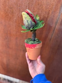 Image 5 of Audrey 2!