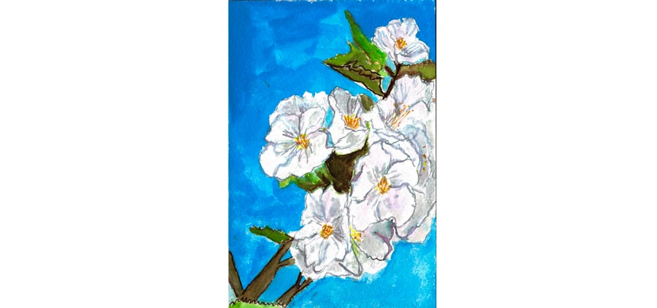Image of White Cherry Blossom