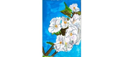 Image of White Cherry Blossom