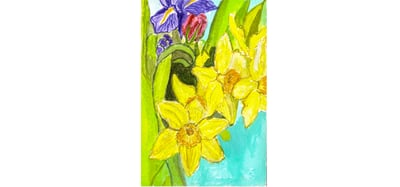 Image of  Daffodil Renewal
