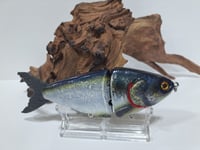 Image 2 of JC Glide Baits V- Notch     Purple Back Gizzard  V4