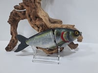 Image 1 of JC Glide Baits V -Notch    Green Back Gizzard V7