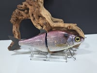 Image 1 of Zorba Baits- Whitefish ( old style American Shad )