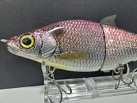 Image 4 of Zorba Baits- Whitefish ( old style American Shad )