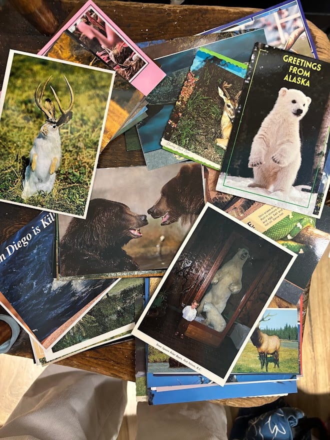 All Animal related postcards