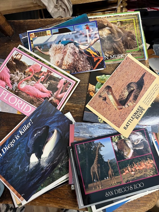 All Animal related postcards